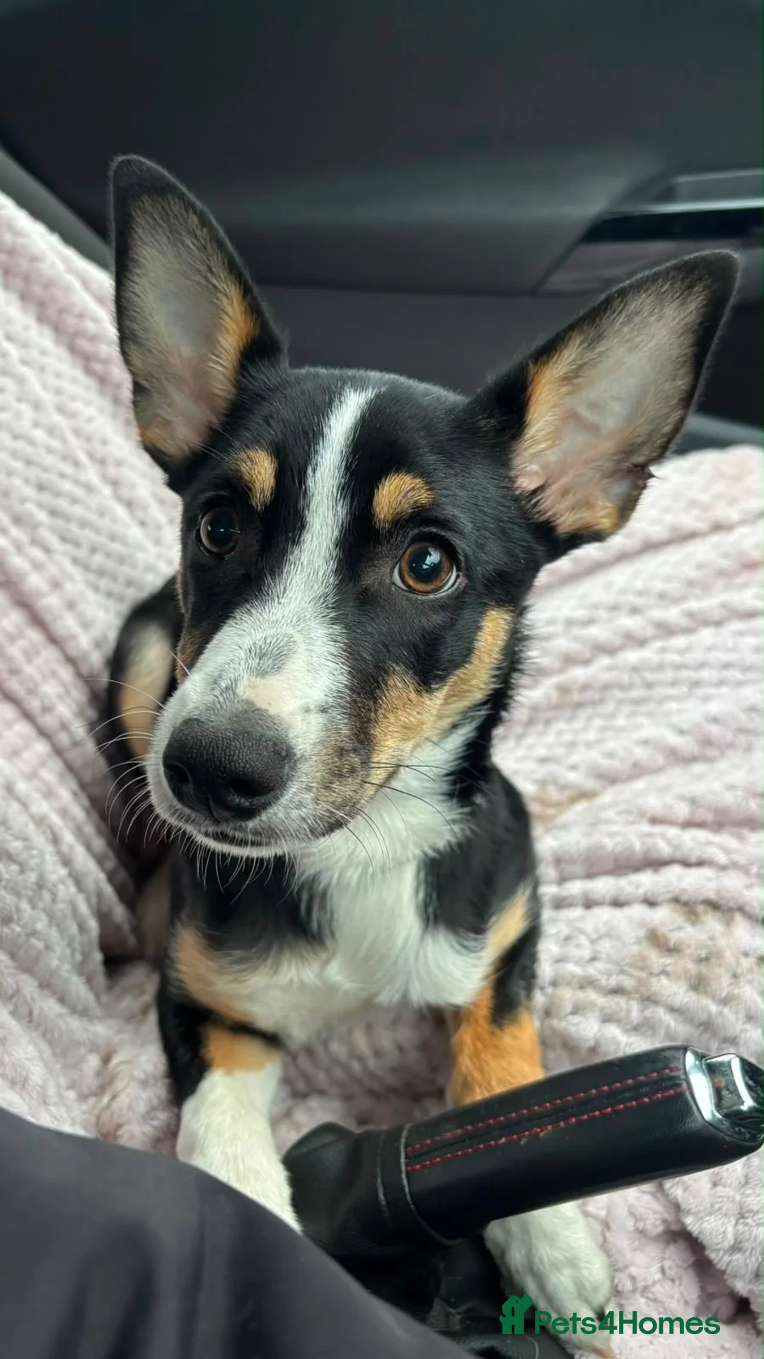 Mixed Breed dogs for sale: Collie Mixed Breed Female Pup Very Pretty  - Advert 1