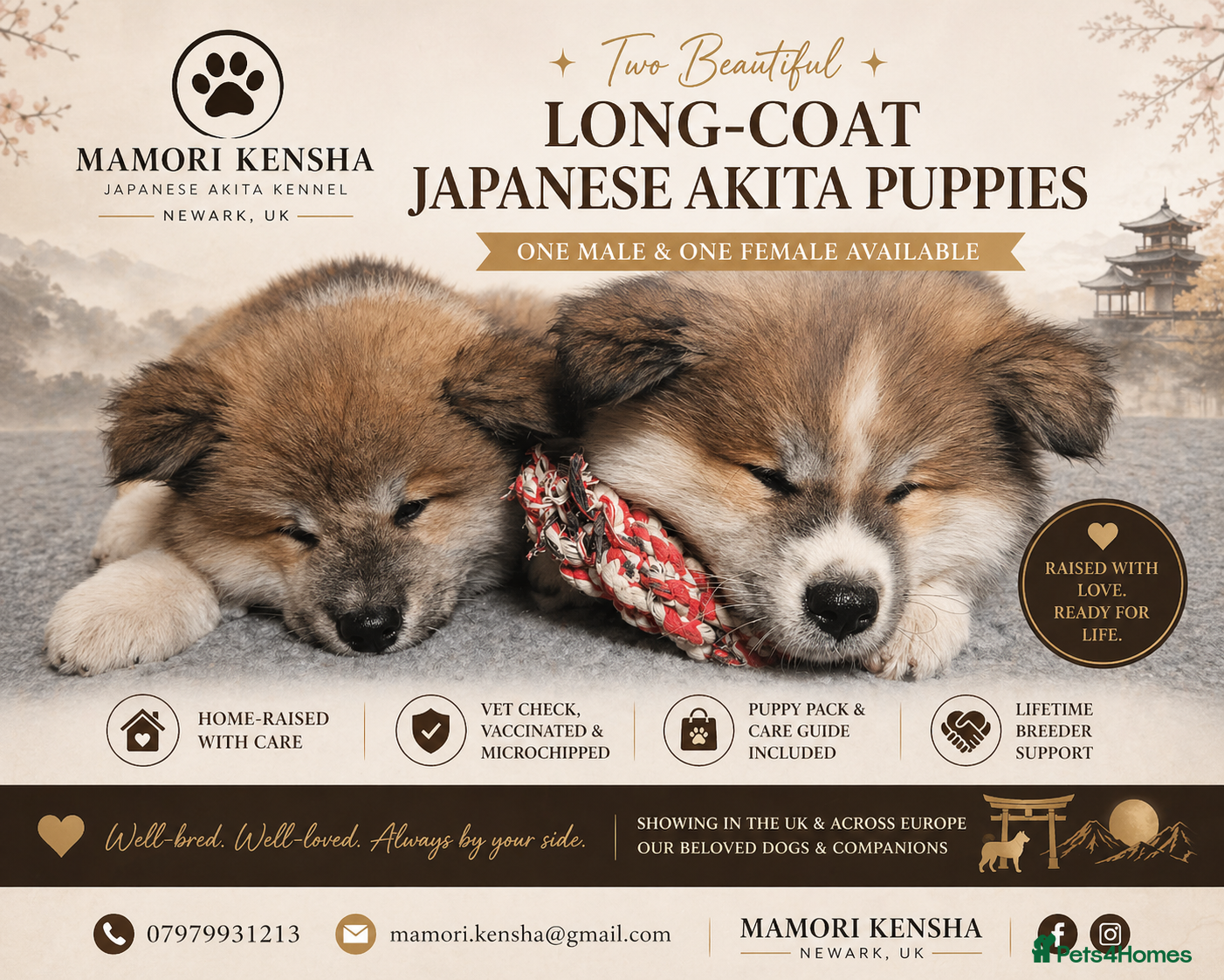 Japanese Akita Inu dogs RKC Registered Two Beautiful Long-Coat Puppies - Advert 1