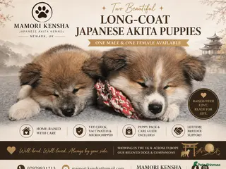 Japanese Akita Inu dogs RKC Registered Two Beautiful Long-Coat Puppies - Advert 1