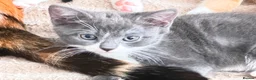 Mixed Breed cats for sale: Beutifull kittens for sale - Advert 5