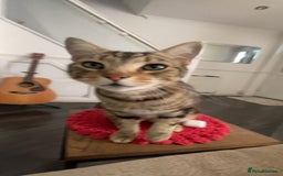 Birman cats for sale: Mixed Birman Tabby male cat  - Advert 2