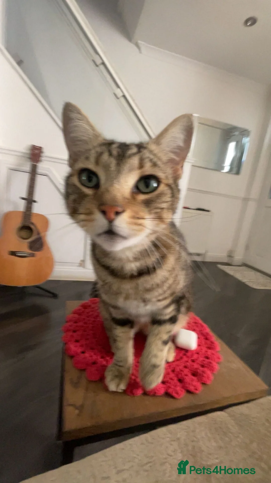 Birman cats for sale: Mixed Birman Tabby male cat  - Advert 2