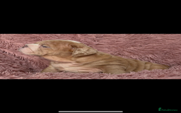 English Bulldog dogs for sale: 6 beautiful DWKC pups for sale  - Image 8