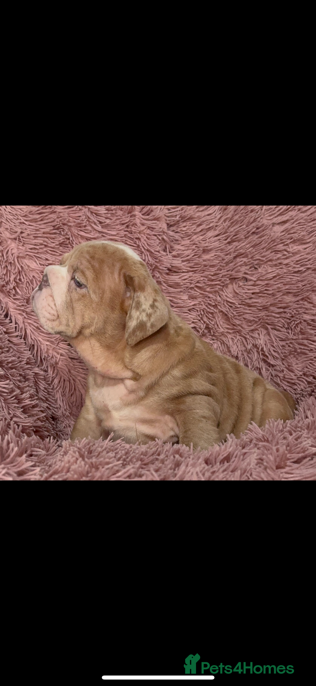 English Bulldog dogs for sale: 6 beautiful DWKC pups for sale  - Image 8