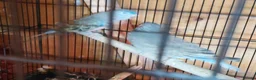 Parakeets birds for sale: Bourke parakeets pair  - Advert 6