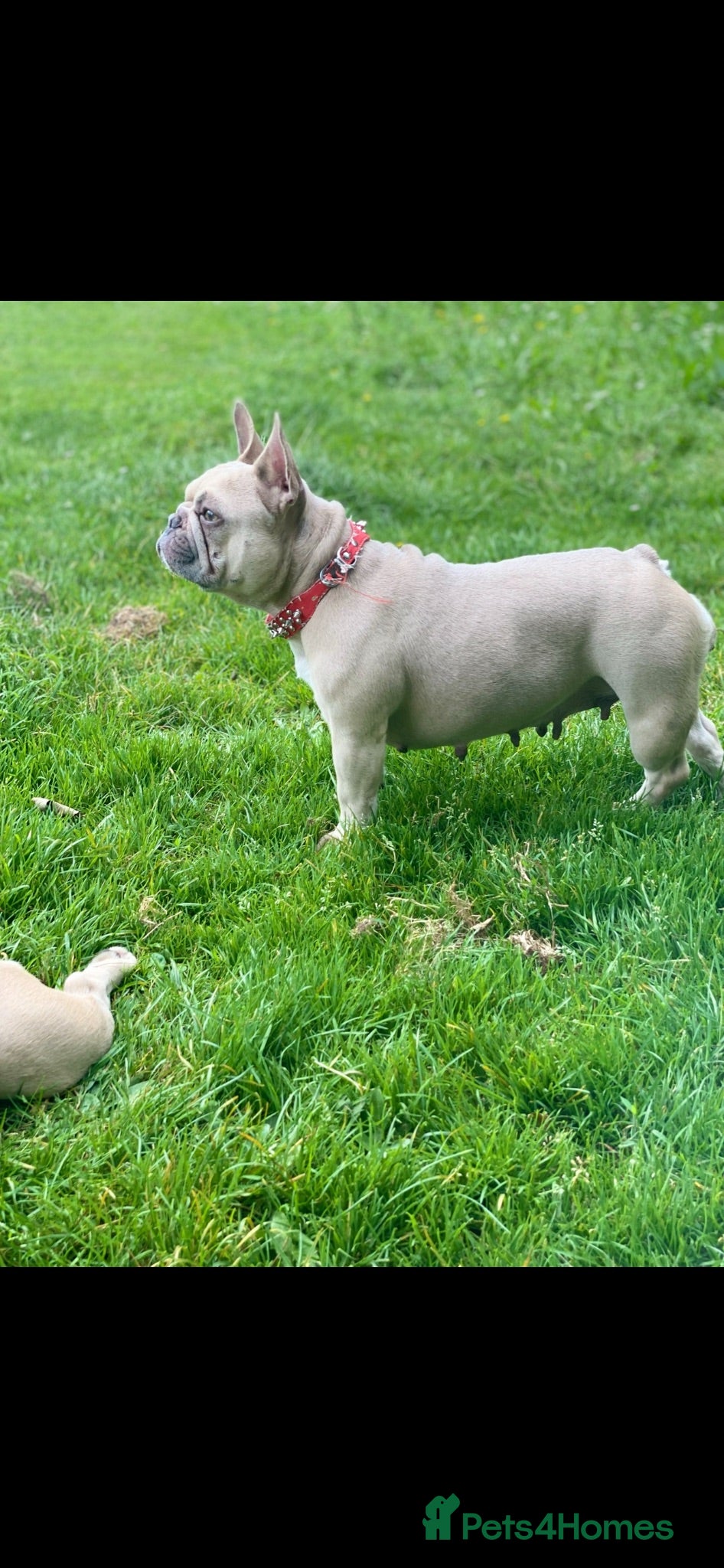 French Bulldog dogs Adult French bulldog for sale  - Advert 12