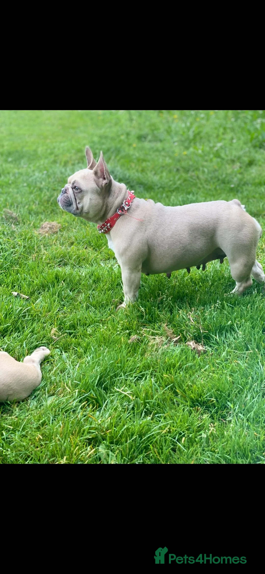 French Bulldog dogs for sale: Adult French bulldog for sale  in Fleet - Advert 1