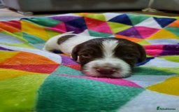 English Springer Spaniel dogs for sale: English springer spaniel pups - Image 6