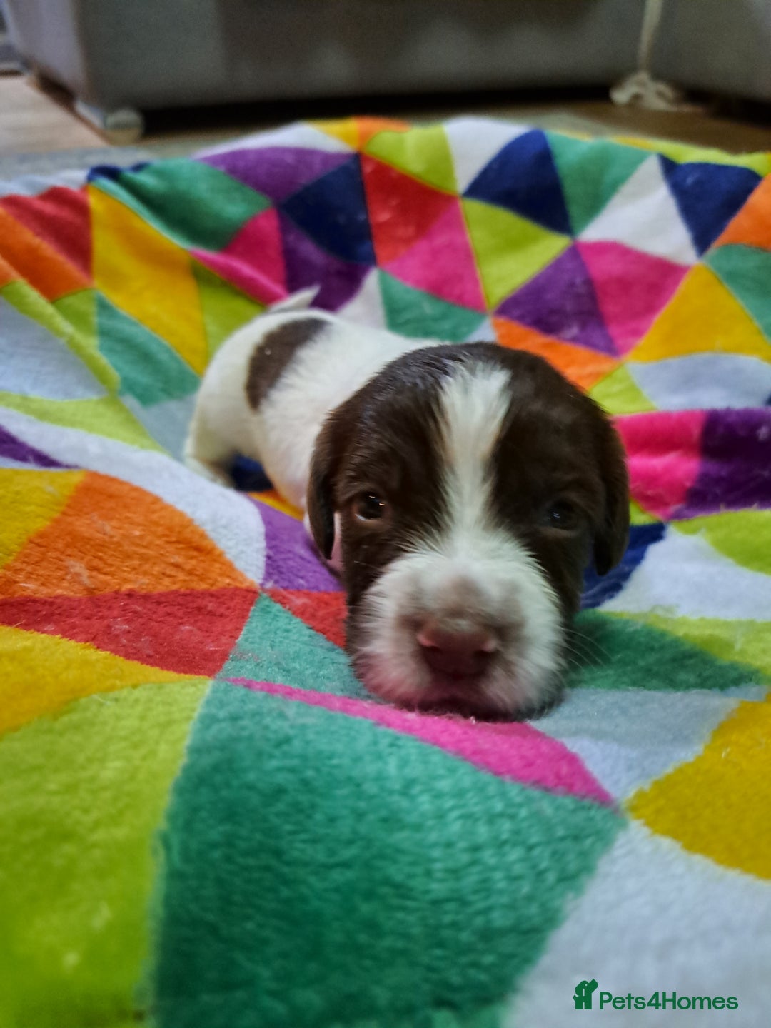 English Springer Spaniel dogs for sale: English springer spaniel pups - Image 6