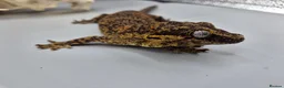 Gecko reptiles for sale: Proven breeder Orange blotch gargoyle gecko  - Advert 8
