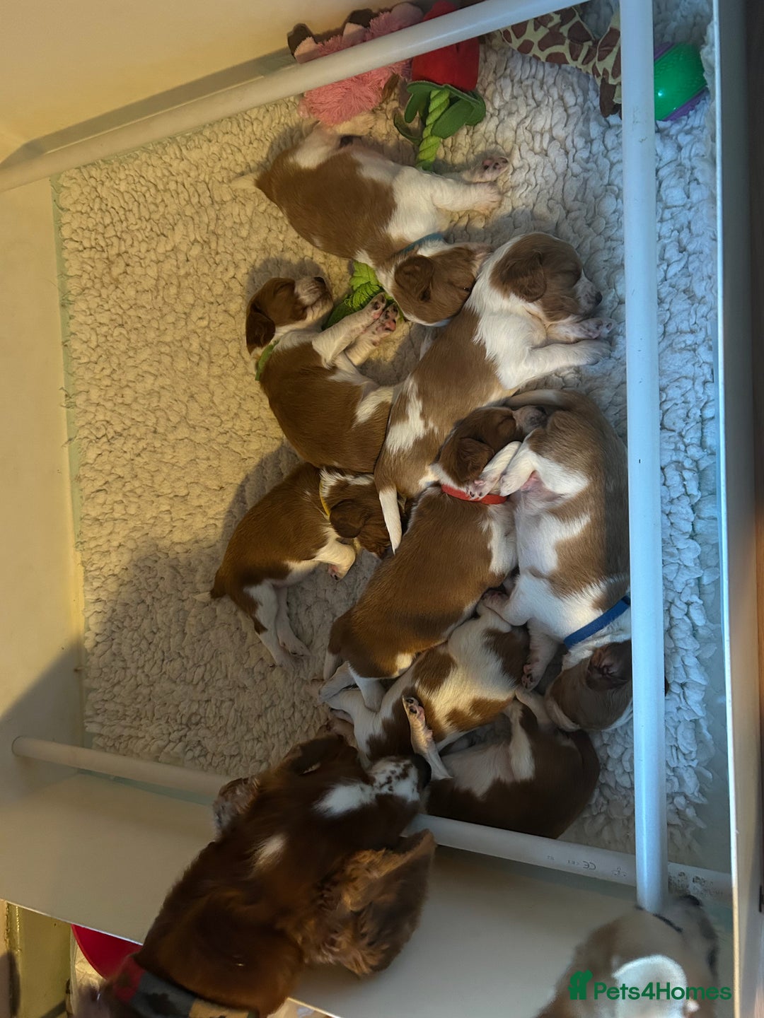 Welsh Springer Spaniel dogs for sale: Kc reg Welsh springer spaniel male puppies - Image 7