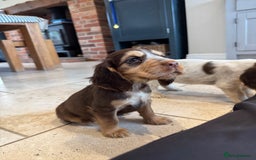 Cocker Spaniel dogs for sale: Gorgeous KC Show cocker spaniels  - Image 13