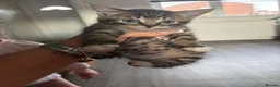 Mixed Breed cats for sale: Kittens for sale  - Advert 5
