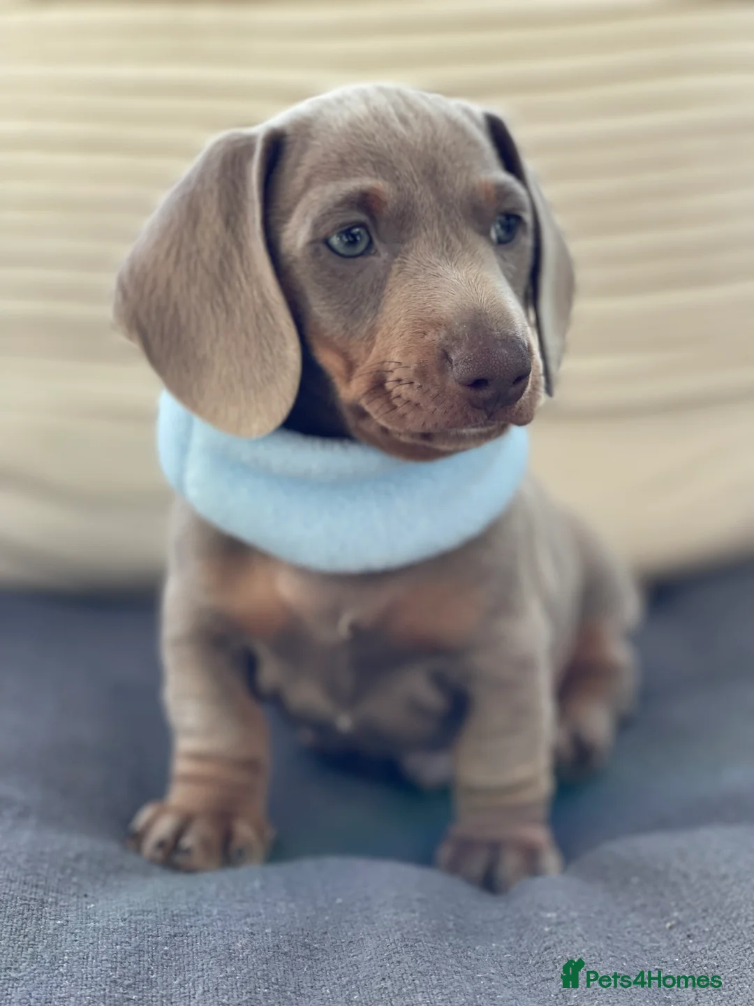 Miniature Dachshund dogs for sale: KC Miniature Female Isabella&Tan Dapple - Advert 7