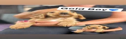 Cocker Spaniel dogs for sale: Cocker spaniel puppy - Advert 9