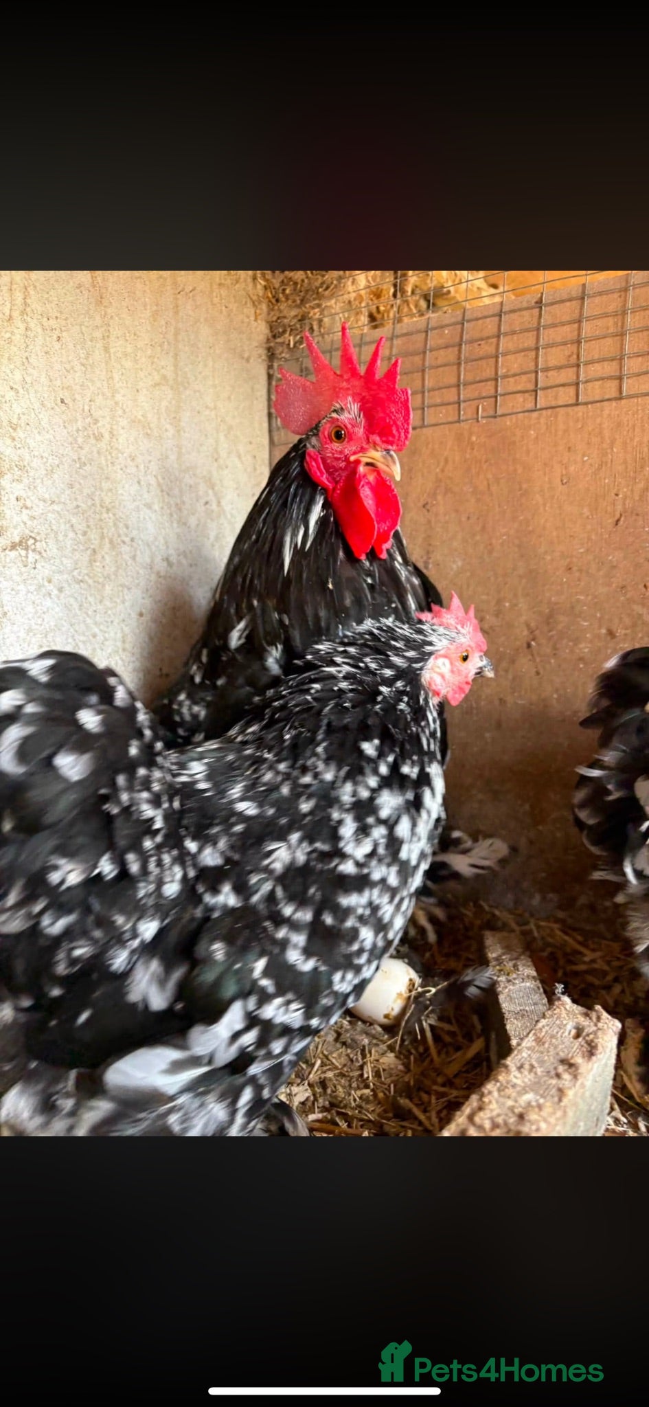 Chickens poultry Mottled Pekin Trio - Advert 2