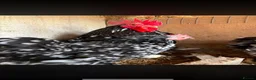 Chickens poultry for sale: Mottled Pekin Trio - Advert 1