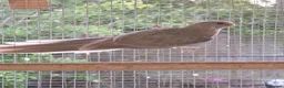 Mixed Breed birds for sale: Parakeets  in Chelmsford - Advert 5