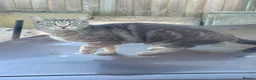 Mixed Breed cats for sale: Over 1 year old male cat Harry - Advert 2