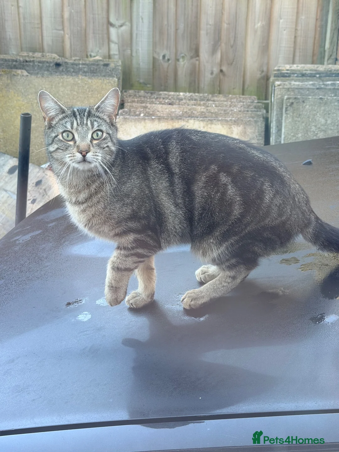 Mixed Breed cats for sale: Over 1 year old male cat Harry - Advert 2