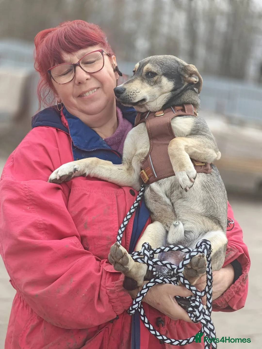 Mixed Breed dogs for adoption: 💙🐶 MARTIN: THE BOY WHO DOESN’T PUSH, JUST WAITS in Burton-on-Trent - Advert 2