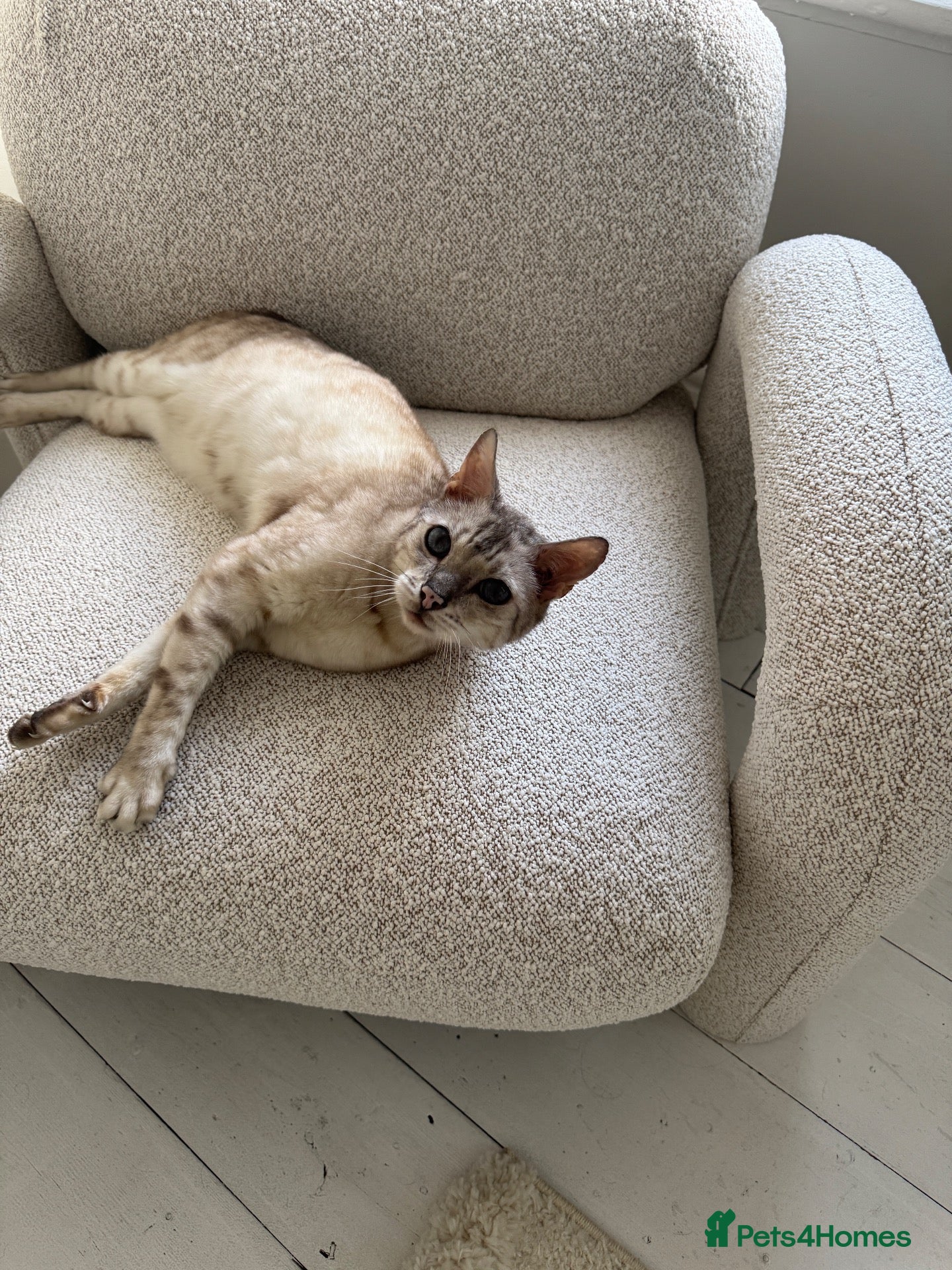 Bengal cats for sale: Snow bengal in need of new home - Advert 2