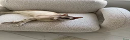 Bengal cats for sale: Snow bengal in need of new home in Sale - Advert 1