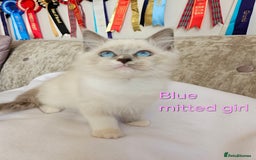Ragdoll cats for sale: GCCF REGISTERED PEDIGREE RAGDOLL KITTENS - Image 21