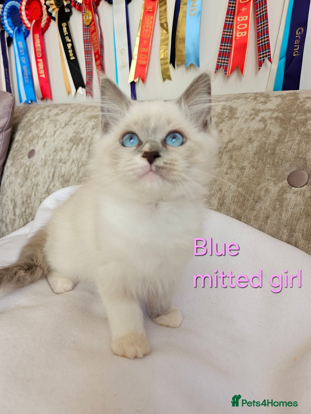 Ragdoll cats for sale: GCCF REGISTERED PEDIGREE RAGDOLL KITTENS - Image 21