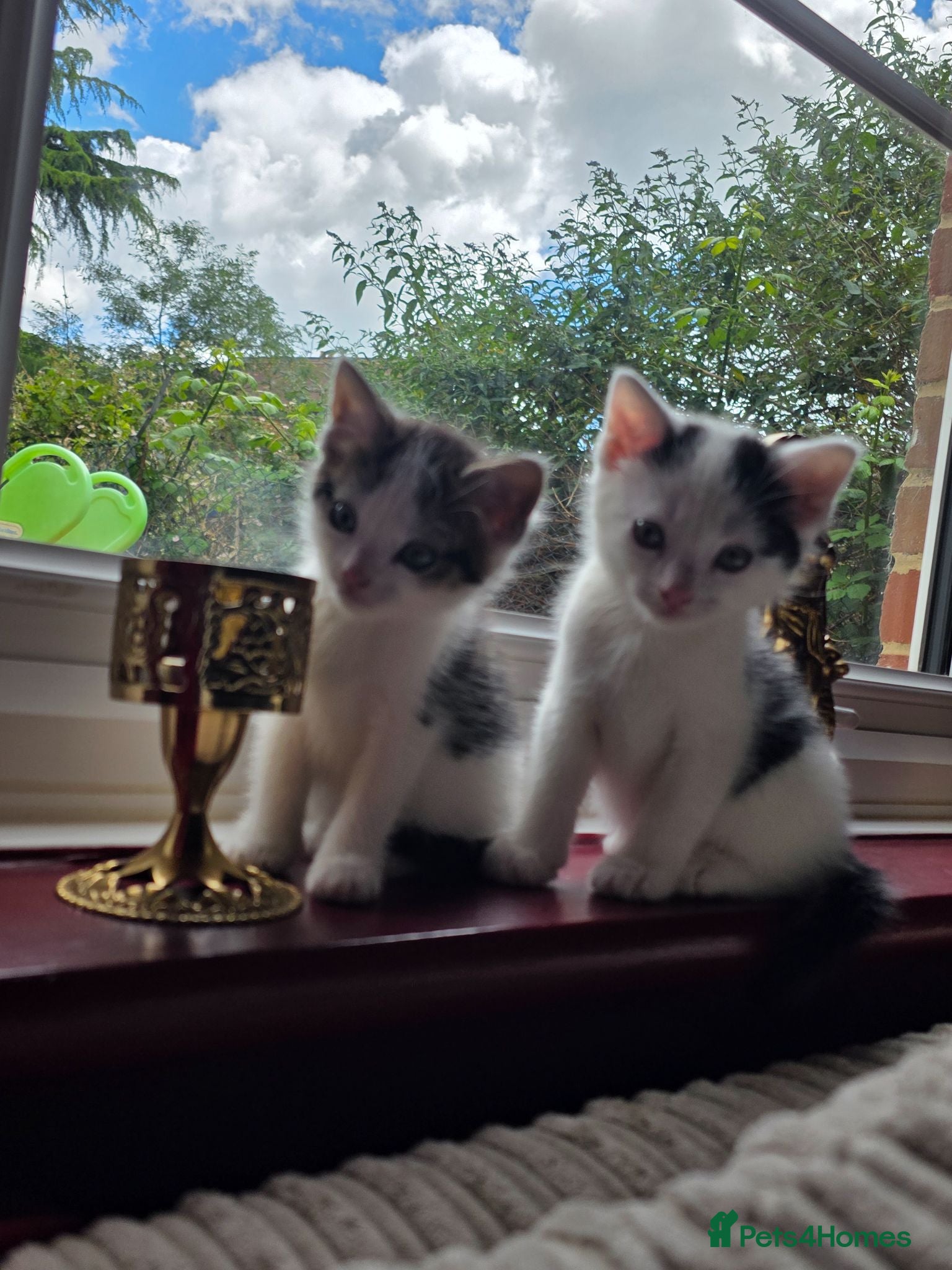 Bengal cats 4 Part Bengal kittens READY NOW  - Advert 10