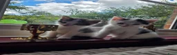 Bengal cats for sale: 4 Part Bengal kittens READY NOW  - Advert 1