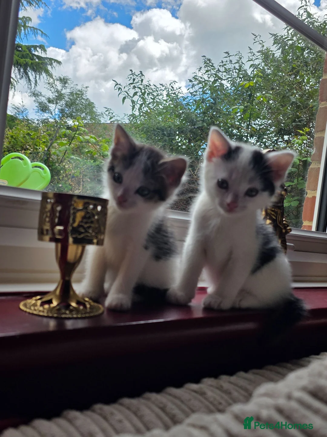 Bengal cats for sale: 4 Part Bengal kittens READY NOW  - Advert 1