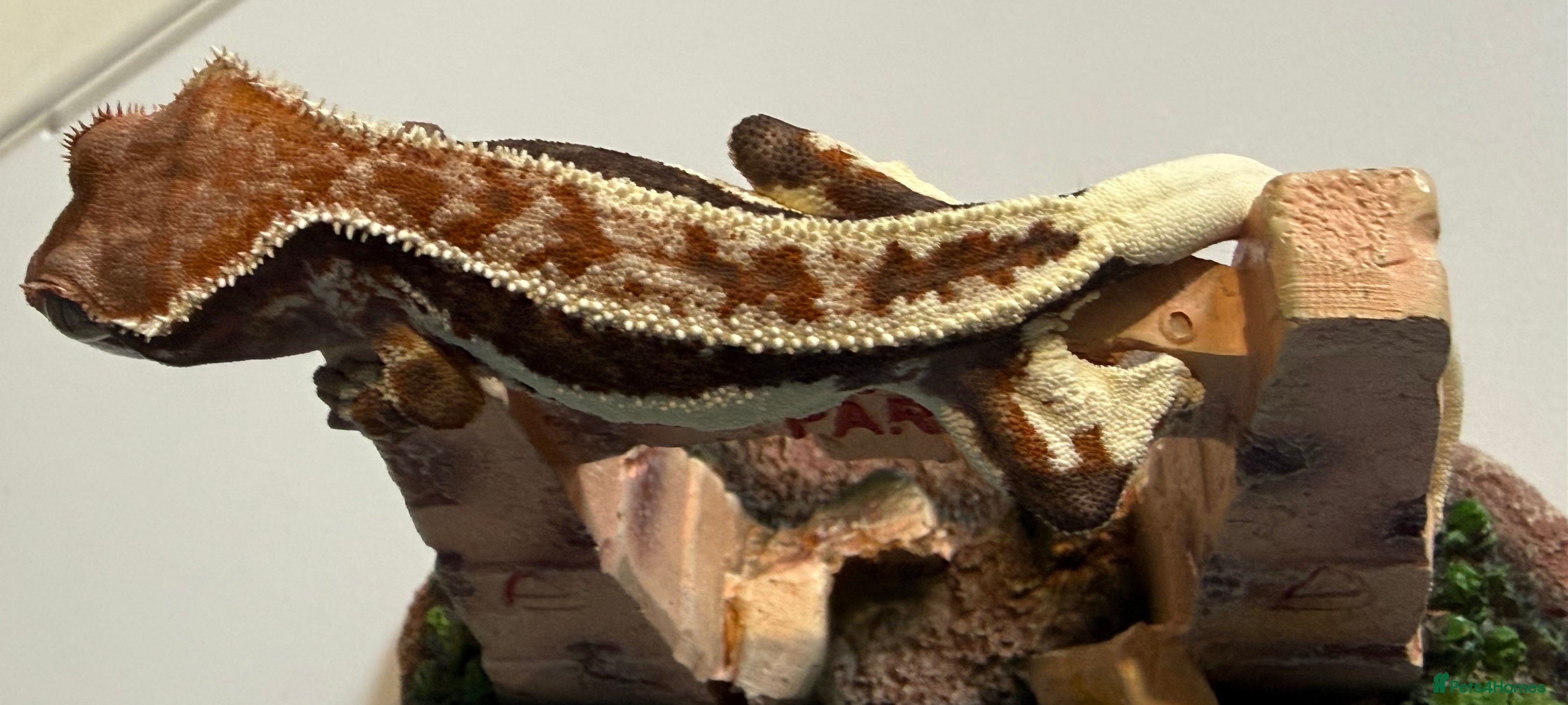 Gecko reptiles 🔥🔥❤️ Crested Geckos ❤️🔥🔥 - Advert 3