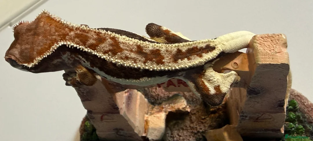 Gecko reptiles for sale: 🔥🔥❤️ Crested Geckos ❤️🔥🔥 - Advert 1