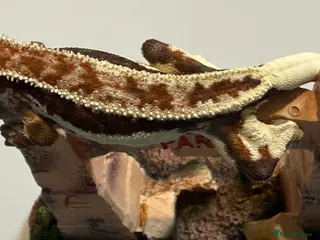 Gecko reptiles 🔥🔥❤️ Crested Geckos ❤️🔥🔥 - Advert 3