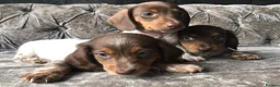 Miniature Dachshund dogs for sale: Miniature long haired dachshund READY NOW - Advert 13