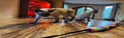 Tonkinese cats for sale: Exquisite Tonkdolls - Advert 3