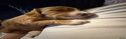 Sproodle dogs for sale: Sproodle puppies - Advert 2