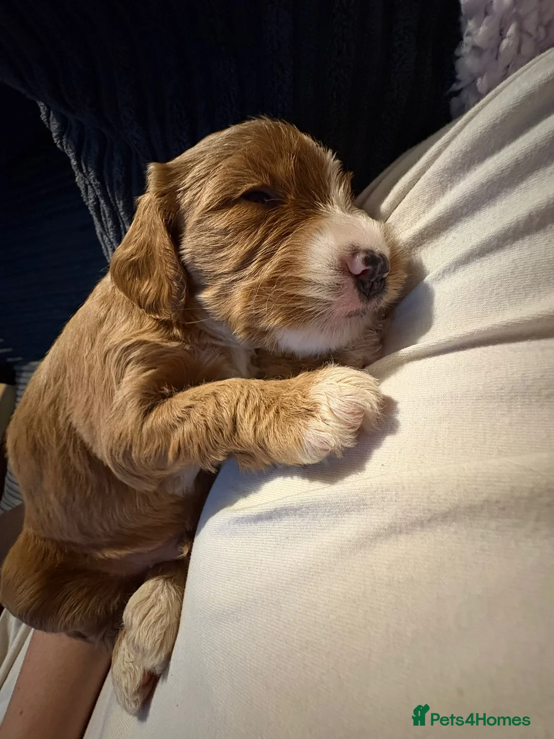 Sproodle dogs for sale: Sproodle puppies - Advert 2