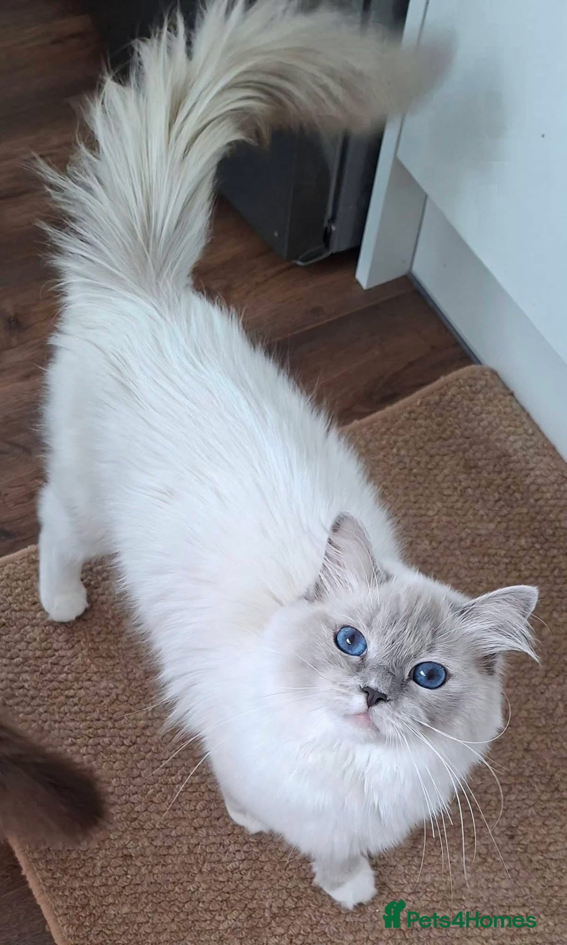 Ragdoll cats Active one year old Queen - Lady Luna  - Advert 1