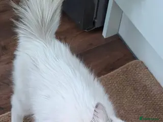 Ragdoll cats Active one year old Queen - Lady Luna - Advert 1