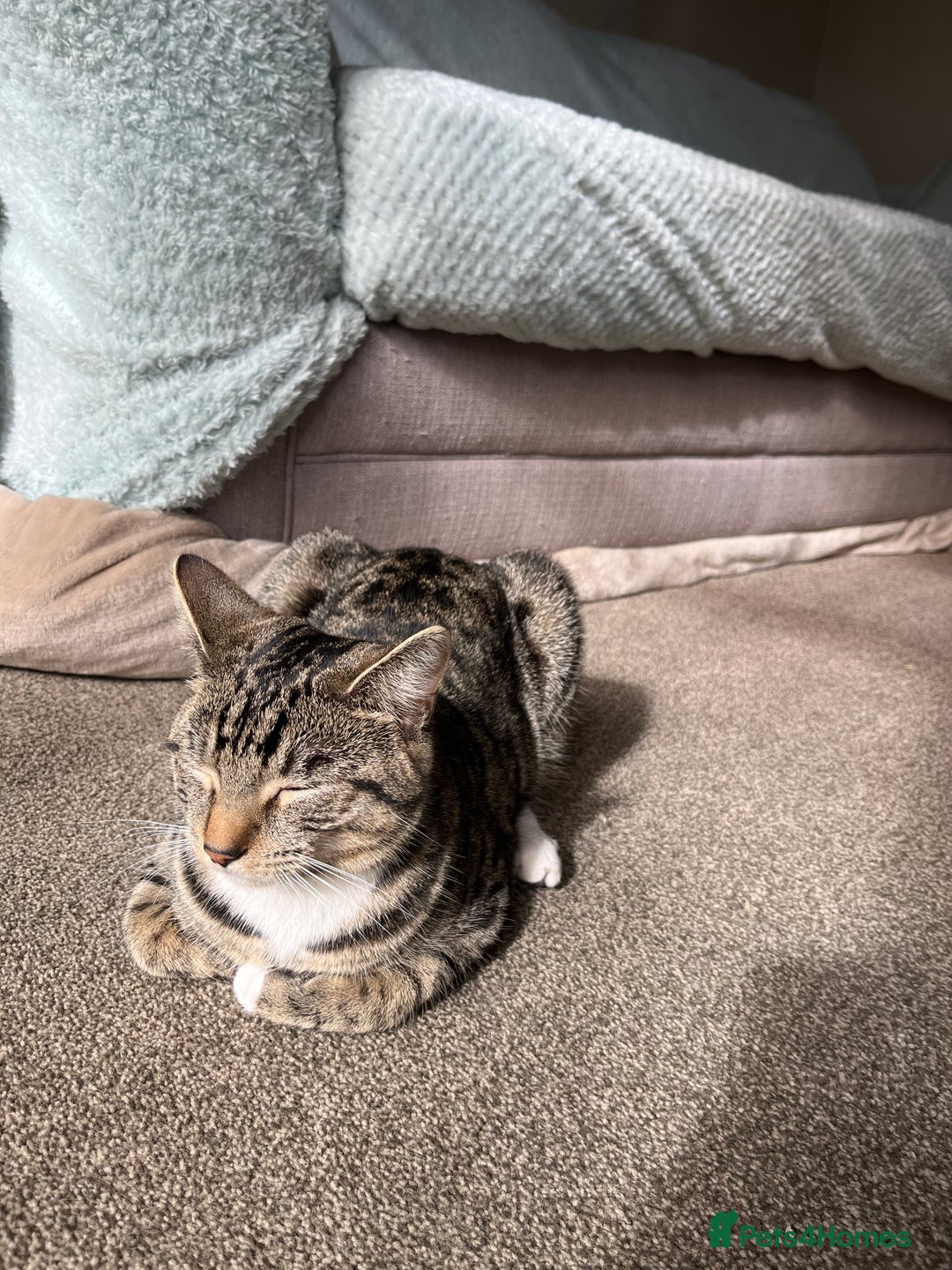 Mixed Breed cats for sale: Woody 1yr Old Lap Cat- Needs Rehoming - Advert 3