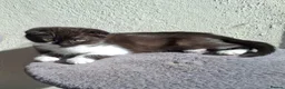 Mixed Breed cats for sale: 2 beautiful Kittens Looking for Loving Homes - Advert 4