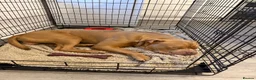 Mixed Breed dogs for sale: 11 month old Cane corso X Borboel  - Advert 4