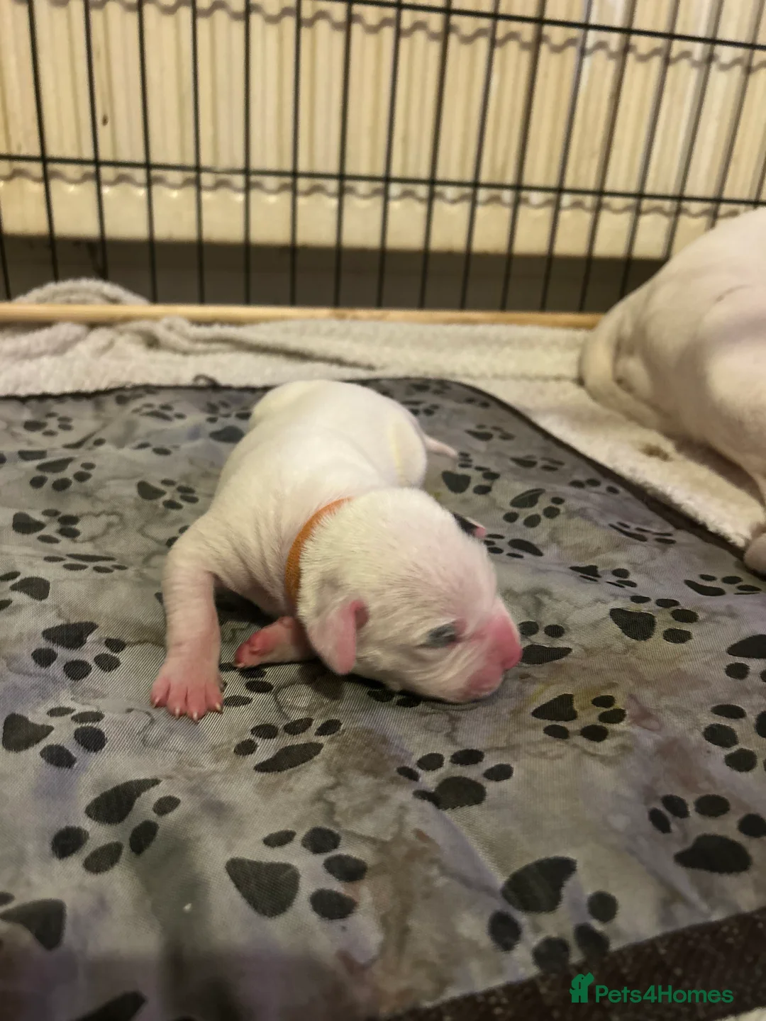 Mixed Breed dogs for sale: 7 gorgeous American Bulldog x Springer Spaniel - Advert 15