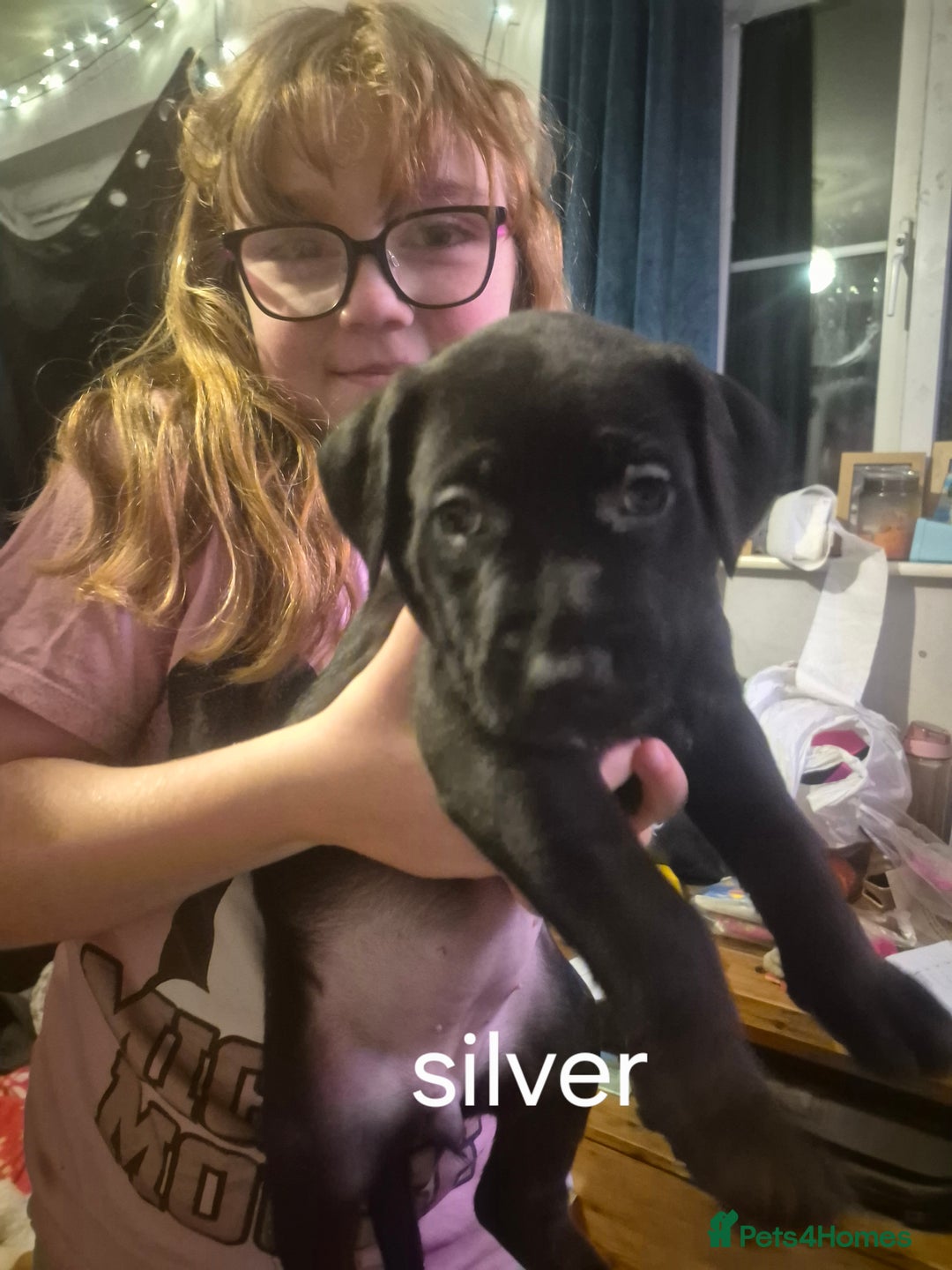 Mixed Breed dogs for sale: Staffy/border Collie/weimaraner mixed puppies - Advert 3