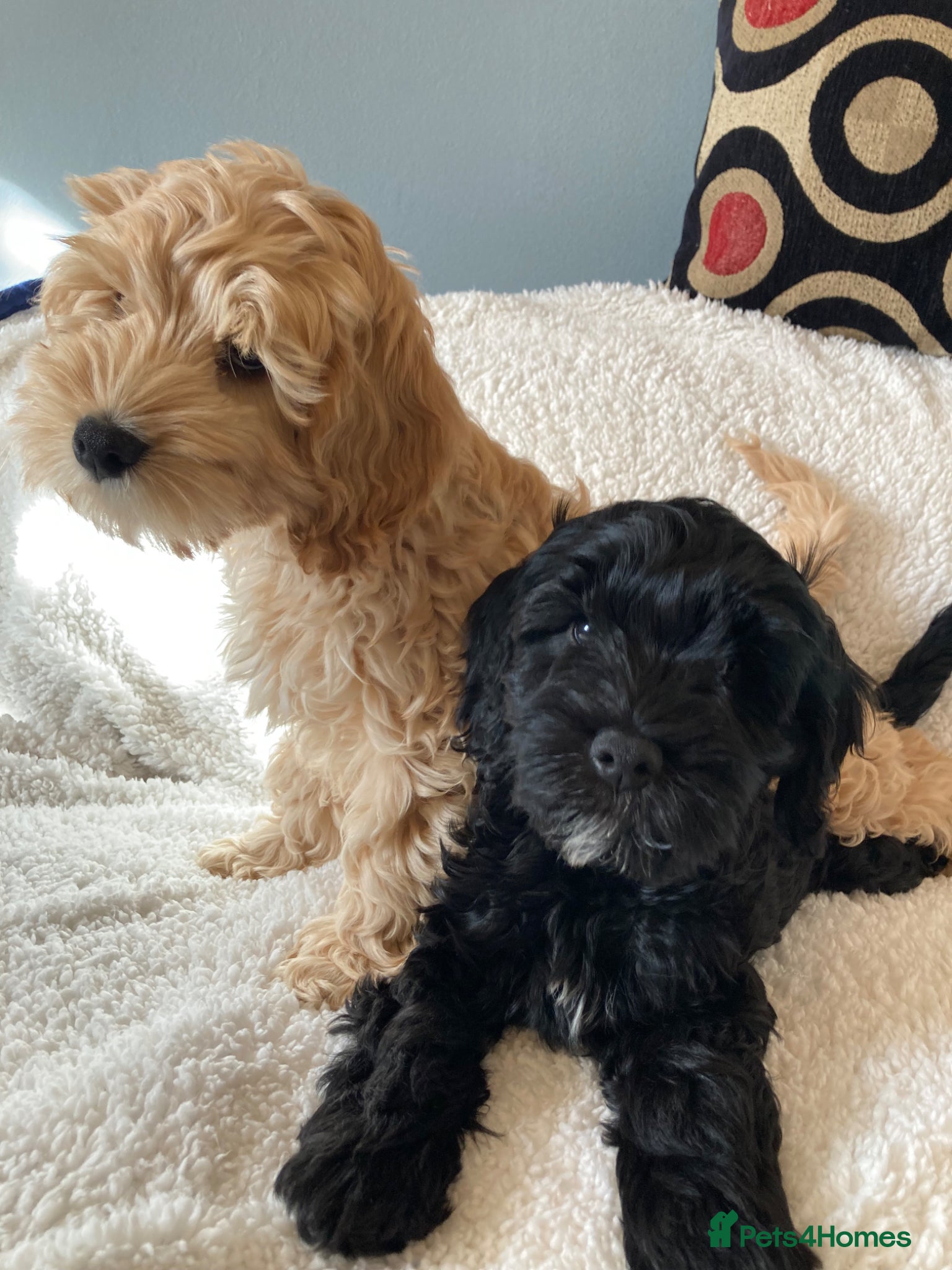 Mixed Breed dogs  Ready for new homes - beautiful puppies…. - Advert 1