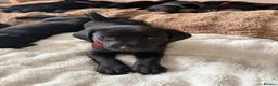 Labrador Retriever dogs for sale: Labrador Puppies - Advert 13