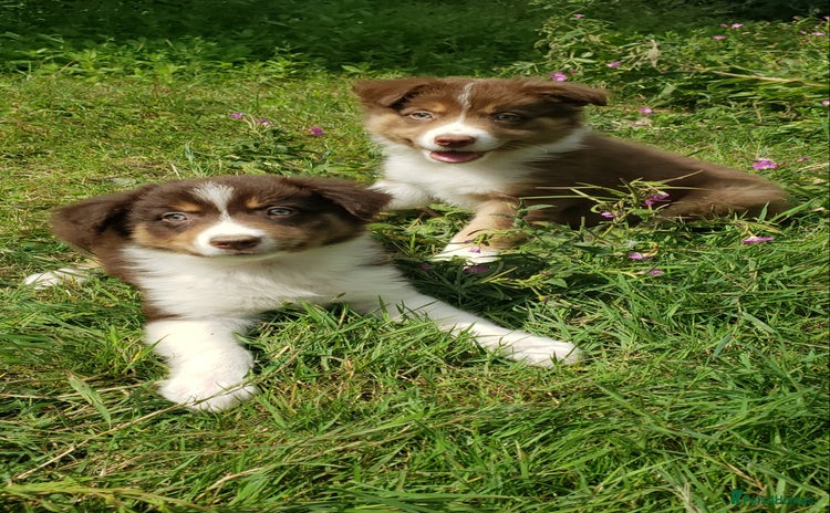 Border Collie dogs - Advert 3