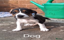 Mixed Breed dogs for sale: Pups for sale - Image 2